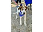 Adopt Friar a Husky, Great Pyrenees