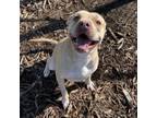 Adopt picasso a American Staffordshire Terrier