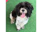 Adopt Sylvester a Lhasa Apso, Poodle