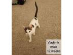 Adopt Vladimir a Domestic Short Hair