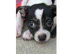 Adopt Bilbo a Rat Terrier