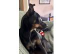Adopt Kobe a Australian Cattle Dog / Blue Heeler