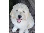Adopt Belgian a Great Pyrenees, Poodle