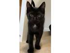 Adopt Scrungy a Domestic Short Hair