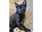 Adopt Deeter a Domestic Short Hair