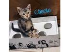 Adopt Cheeto a Domestic Short Hair