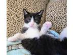 Adopt Yin Yang a Domestic Short Hair