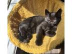 Adopt Denver a Domestic Short Hair