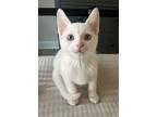 Adopt Raj Koothrappali a Domestic Short Hair