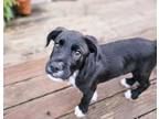 Adopt Crotch Rocket a Pit Bull Terrier, Siberian Husky
