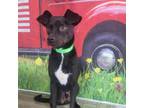 Adopt Oliver a Rat Terrier, Pug