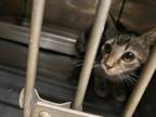 Adopt Seagull a Domestic Short Hair
