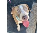 Adopt Walrus a Pit Bull Terrier, Mixed Breed
