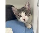 Adopt Charles a Domestic Short Hair