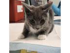 Adopt TOTO a Domestic Short Hair