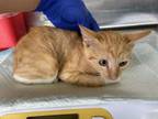 Adopt GOLDFISH a Domestic Short Hair