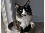 Adopt OREO a Domestic Long Hair