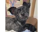 Adopt Subaru *Adoption pending! * a Mixed Breed