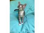 Adopt Scuttle a Domestic Short Hair, Tabby