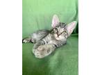 Adopt Abu a Domestic Short Hair, Tabby