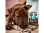 Adopt Bear Chai a Plott Hound, Mixed Breed