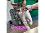 Adopt Georgie a Domestic Short Hair