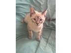 Adopt Mineru Pinkpaws a Domestic Short Hair