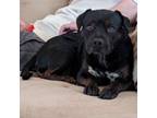 Adopt Rocky a Mixed Breed