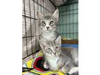 Adopt Reese a Domestic Short Hair