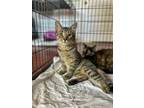 Adopt Tango a Domestic Short Hair