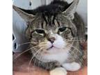 Adopt Ficus a Domestic Short Hair