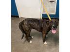 Adopt Trooper a Mixed Breed