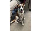 Adopt Lee a Mixed Breed