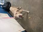 Adopt Dustin a Pit Bull Terrier