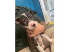 Adopt Dawson a Pit Bull Terrier