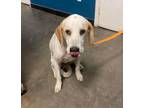 Adopt Dollar a Hound