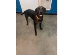 Adopt Tripp a Pit Bull Terrier, Hound