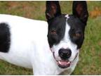 Adopt Comet a Hound, Mixed Breed