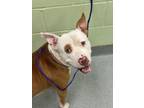 Adopt Patchman a Pit Bull Terrier, Mixed Breed