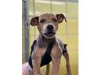 Adopt Magneto a Terrier, Mixed Breed