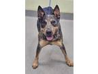 Adopt Mudbug a Cattle Dog, Mixed Breed