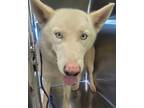Adopt Keeta a Siberian Husky, Mixed Breed