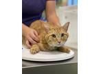 Adopt Raiken a Domestic Short Hair