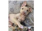 Adopt Billy Idol a Pit Bull Terrier