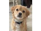 Adopt Max the dog a Golden Retriever