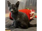 Adopt Teddy a Russian Blue, Domestic Short Hair