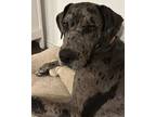 Adopt Beacon a Great Dane, Mixed Breed