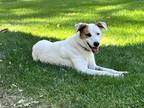 Adopt Eldridge a Australian Cattle Dog / Blue Heeler