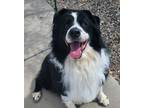 Adopt Gabe a Border Collie