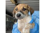 Adopt Subway a Cattle Dog